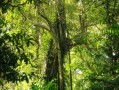 河南適合種植哪些橘子樹(shù)（河南能種植桔子樹(shù)嗎）