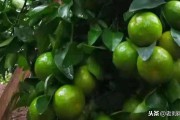 5月份柑橘種植技術(shù)與管理_江庭伍橘友柑桔種植技術(shù) 5月份柑橘種植技術(shù)與管理_江庭伍橘友柑桔種植技術(shù)