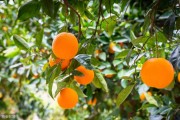 一棵柑橘種植技術(shù)全過(guò)程_柑橘園如何進(jìn)行土壤改良