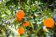 規(guī)模種植柑橘技術(shù)規(guī)程_你覺得根本原因是什么