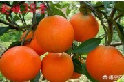 日本柑橘種植技術(shù)視頻_愛媛58號柑桔品種簡介 日本柑橘種植技術(shù)視頻_愛媛58號柑桔品種簡介