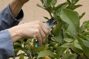 柑橘種植管理夏季修剪技術(shù)_橙樹什么時候修剪