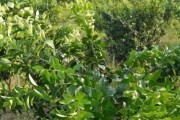 柑橘樹病蟲害圖片大全_67月份柑橘病害高發(fā)期