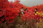 一樹(shù)柑橘紅種植技術(shù)_紅橘花唯美句子