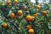 柑橘種植技術(shù)愛(ài)媛_愛(ài)媛38號(hào)愛(ài)媛42號(hào)春見不知火和沃柑的開花時(shí)間分別是什么時(shí)候 柑橘種植技術(shù)愛(ài)媛_愛(ài)媛38號(hào)愛(ài)媛42號(hào)春見不知火和沃柑的開花時(shí)間分別是什么時(shí)候