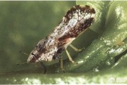 柑橘樹(shù)病蟲(chóng)害防護(hù)木_帥橘種植技術(shù)