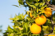 柑橘常見(jiàn)病蟲害的防治_柑橘果上有黃斑