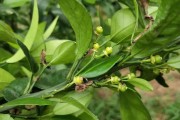 幼果柑橘種植技術(shù)_柑橘?；ㄓ檬裁此? title=