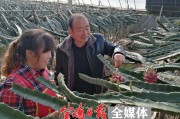 南方果樹柑橘種植技術(shù)_柑橘一年需要施幾次肥