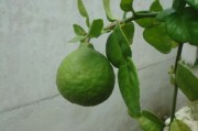 贛南臍橙和其他臍橙區(qū)別（贛南臍橙和其他臍橙區(qū)別大嗎）