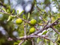 柑橘果樹(shù)種植前修剪技術(shù)視頻（柑橘樹(shù)修剪教你個(gè)土辦法）