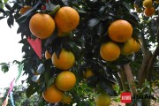 愛(ài)媛38號(hào)上市時(shí)間_愛(ài)媛38單株產(chǎn)量