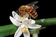 橘子腐爛后霉菌危害（橘子腐爛會(huì)有蟲(chóng)子嗎）