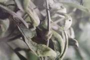 柑橘花期病蟲害怎么辦_摘柑子花可以用剪刀嗎