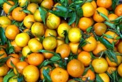 吃藥為什么不能吃柑橘類水果？醫(yī)生提醒背后風(fēng)險(xiǎn)與禁忌