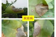 四月柑橘病蟲害管理_柑橘噴復(fù)硝酸鈉用幾次