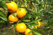 柑橘樹種植管理技術(shù)_有哪些種植管理技術(shù)要點