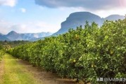 秋季紅蜘蛛病蟲害柑橘_園林植物出現(xiàn)紅蜘蛛