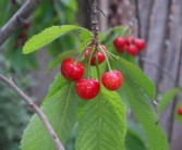 柑橘幼樹技術(shù)視頻講解（柑橘幼樹栽種技術(shù)）