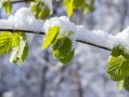 柑橘修枝在幾月份（柑橘的修剪時(shí)期與修剪范圍）