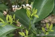柑橘扭枝種植技術(shù)_果樹生了大量背上枝 柑橘扭枝種植技術(shù)_果樹生了大量背上枝