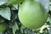 柑橘的病蟲害管理辦法_柑子管理技術
