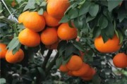 愛媛柑橘哪個(gè)品種最好看_美媛28號品種介紹