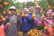 柑橘樹(shù)種植的管理技術(shù)規(guī)程_桔子的讀音