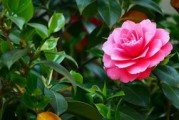 柑橘掉果嚴(yán)重：今夏異常高溫與病蟲(chóng)害雙重影響解析