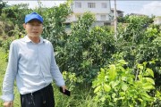 華美柑橘種植技術_華美2號柑桔優(yōu)缺點