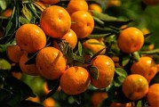 柑橘防病蟲害最好的方法_苯醚甲環(huán)唑能治柑橘白癩病嗎 柑橘防病蟲害最好的方法_苯醚甲環(huán)唑能治柑橘白癩病嗎