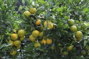 柑橘樹種植的管理方法與技術(shù)_柑橘增甜最佳方法 柑橘樹種植的管理方法與技術(shù)_柑橘增甜最佳方法