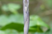 柑桔萌芽期噴什么藥（柑橘發(fā)芽期打什么農(nóng)藥）
