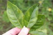 柑橘12個病蟲害合集_柑橘葉子灰色無光澤白點(diǎn)是什么病害 柑橘12個病蟲害合集_柑橘葉子灰色無光澤白點(diǎn)是什么病害