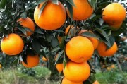 愛媛38號修剪技術(shù)_果凍橙成熟時間