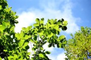 柑桔樹怎么嫁接最好？掌握這5個(gè)高效技巧輕松提高成活率！