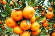 柑橘種植的技術(shù)規(guī)范_檸檬樹(shù)種植方法是怎樣的 柑橘種植的技術(shù)規(guī)范_檸檬樹(shù)種植方法是怎樣的