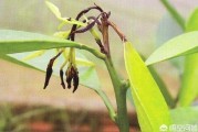 柑橘防治病蟲害圖譜_花期如何管理能提高掛果率