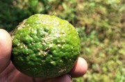 柑橘果實(shí)病蟲害圖片說明_柑橘園太陽(yáng)果裂果高發(fā) 柑橘果實(shí)病蟲害圖片說明_柑橘園太陽(yáng)果裂果高發(fā)