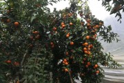 廣西柑橘種植技術圖紙大全_重慶可以種植沙糖桔嗎