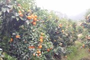 沃柑柑橘果苗種植技術(shù)_桔子樹(shù)苗移栽幾天能成活啊