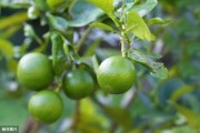 柑橘類種植技術(shù)1-12月_桔子插扦幾月最佳