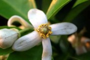 柑橘薊馬種植技術(shù)_丁硫克百威對(duì)銹壁虱有抗性嗎