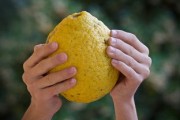 柑橘屬熱性還涼性？中醫(yī)解析其性質(zhì)與食療養(yǎng)生需知