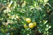 中山柑橘種植技術(shù)與管理_11月份這個(gè)季節(jié)什么水果上市