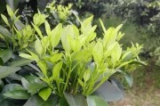 柑橘芽的種植技術(shù)_新會(huì)柑樹(shù)苗幾天可施肥方法