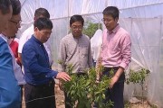 柑橘土壤有病蟲害怎么辦_吡唑醚菌酯在柑橘的最佳使用時(shí)間