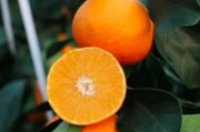 柑橘種植與施肥管理技術(shù)_蘋果樹梨樹和柑橘樹