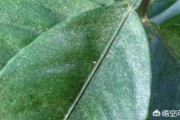 種植柑橘拍攝技術(shù)要求高嗎_蔬菜采摘園好還是水果采摘園好