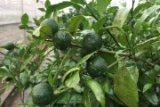 無(wú)核沃柑橘種植技術(shù)_四季無(wú)籽青檸檬種植技術(shù)完全版 無(wú)核沃柑橘種植技術(shù)_四季無(wú)籽青檸檬種植技術(shù)完全版